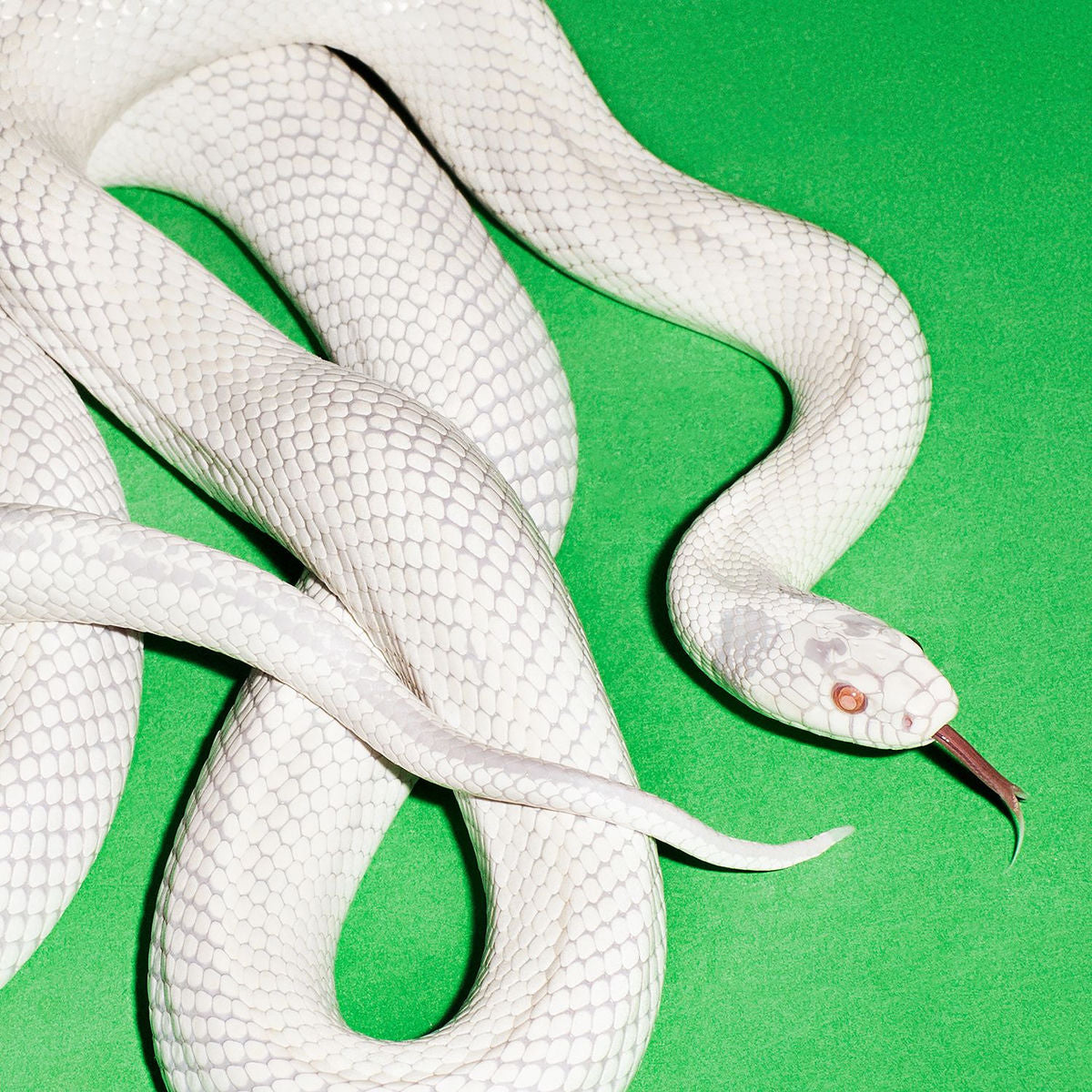 Deftones - Private Music green background white snake